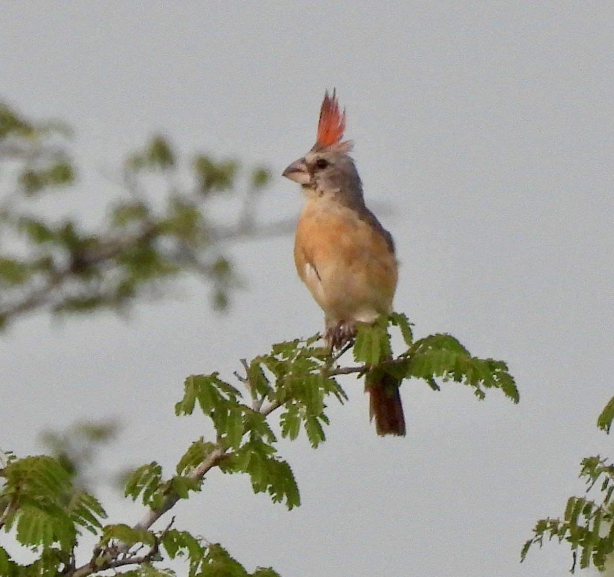 Vermilion Cardinal - ML650755895