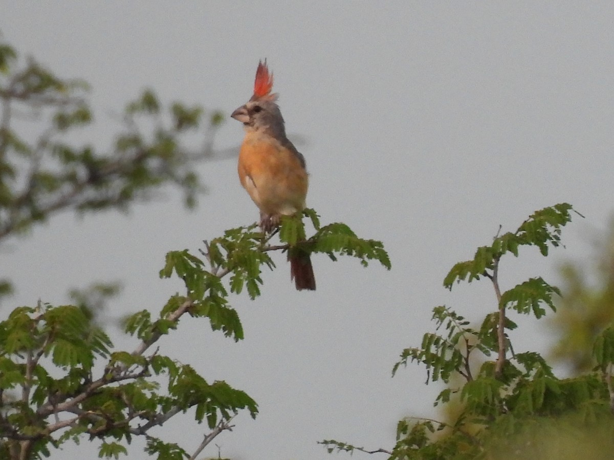 Vermilion Cardinal - ML650755896