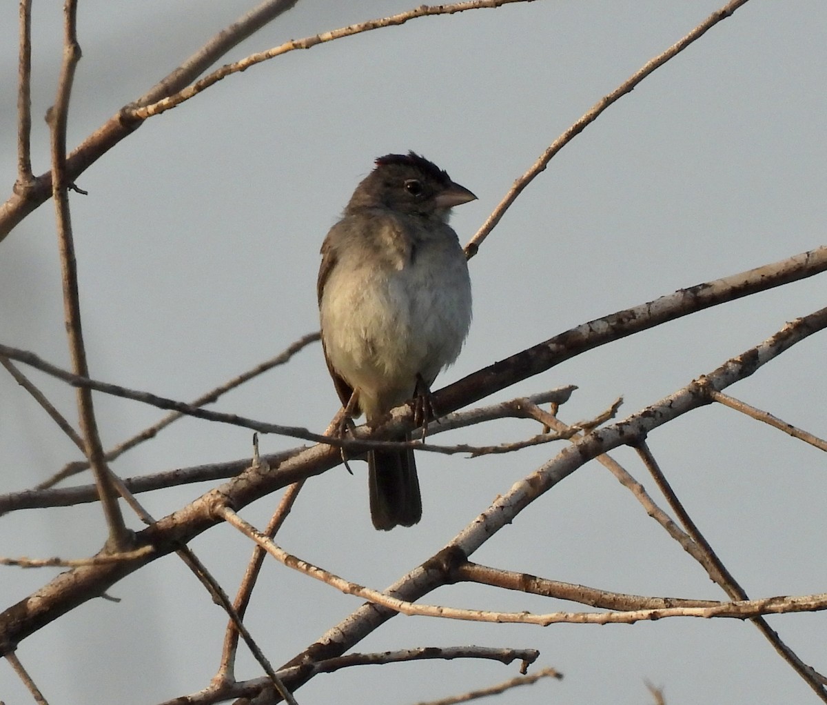 Pileated Finch - ML650755916
