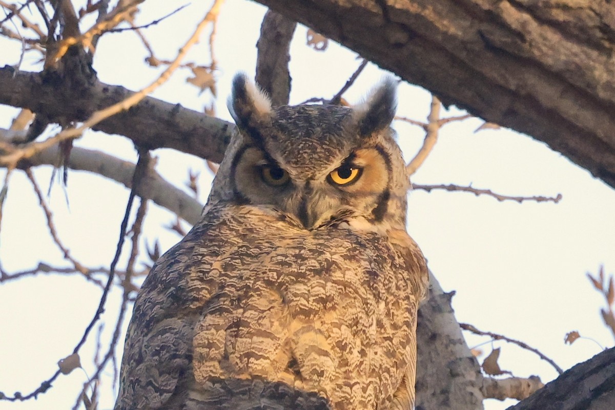 výr virginský - ML650755974