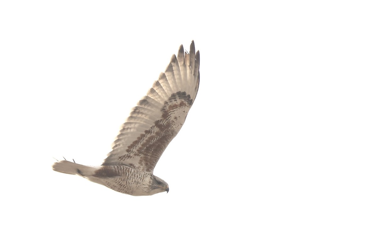 káně královská - ML650756008