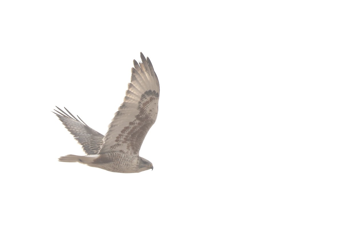 káně královská - ML650756018