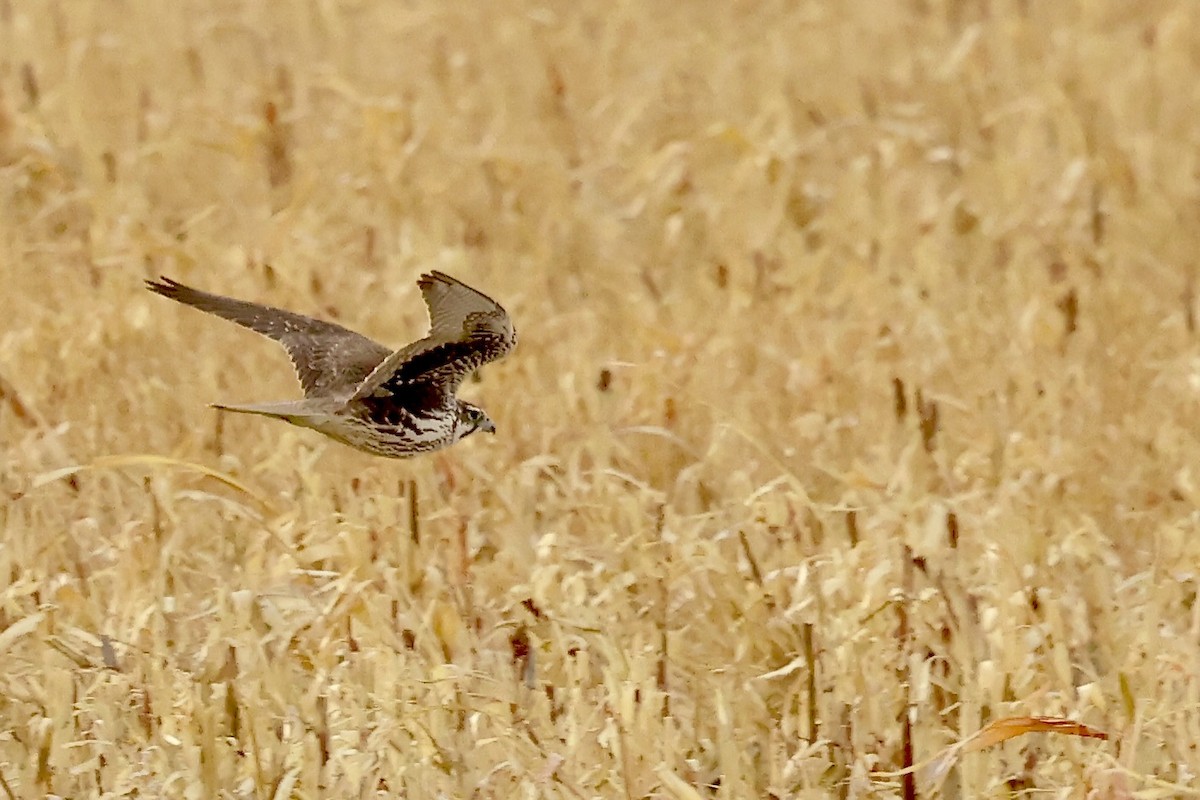 raroh prériový - ML650756050