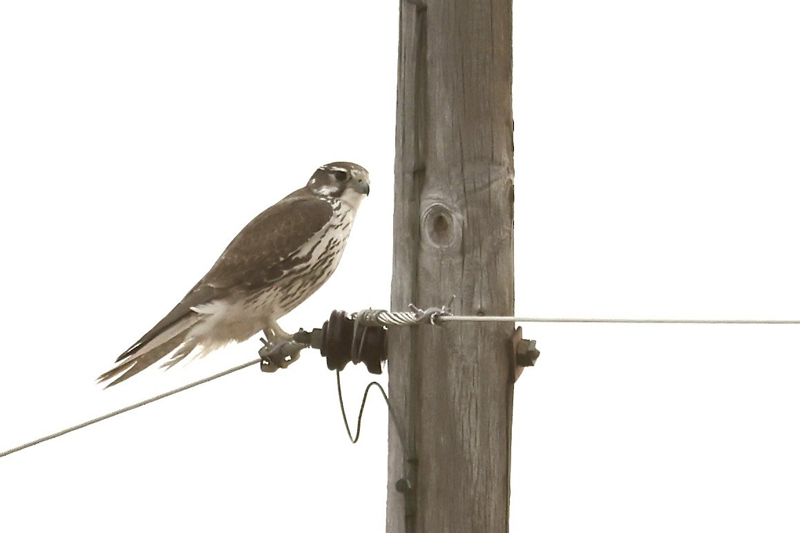 raroh prériový - ML650756058