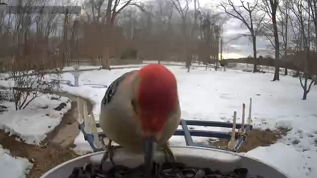 Red-bellied Woodpecker - ML650756223