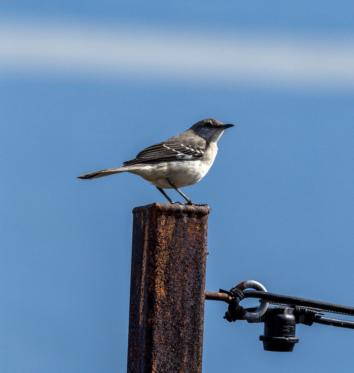 Sinsonte Norteño - ML650756227