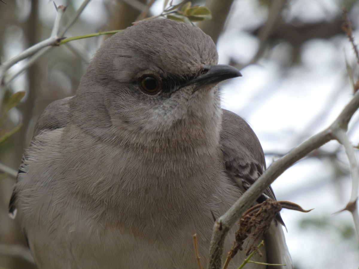 Sinsonte Norteño - ML650756230