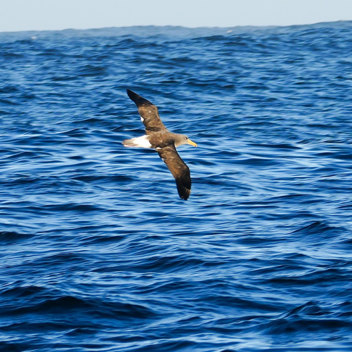 Chatham Albatross - ML650756317