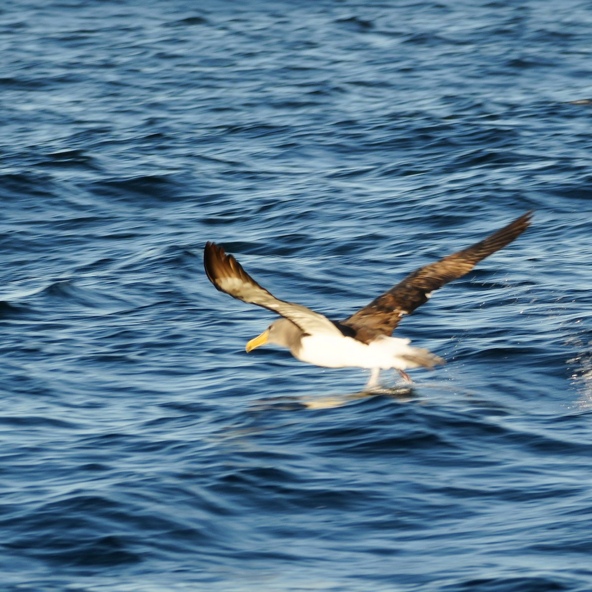 Chatham Albatross - ML650756318