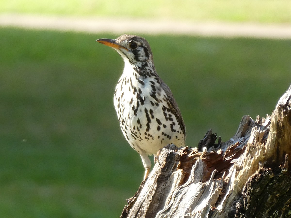 Groundscraper Thrush - ML650756327