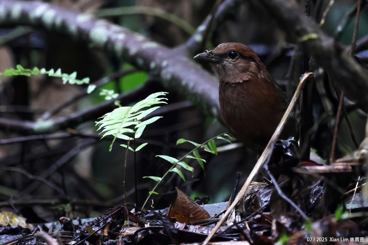 Rusty-naped Pitta - ML650756354