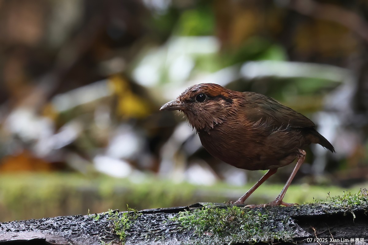 Rusty-naped Pitta - ML650756355