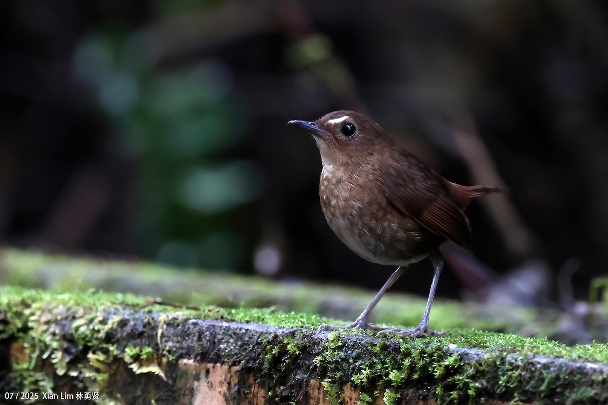 Lesser Shortwing - ML650756361