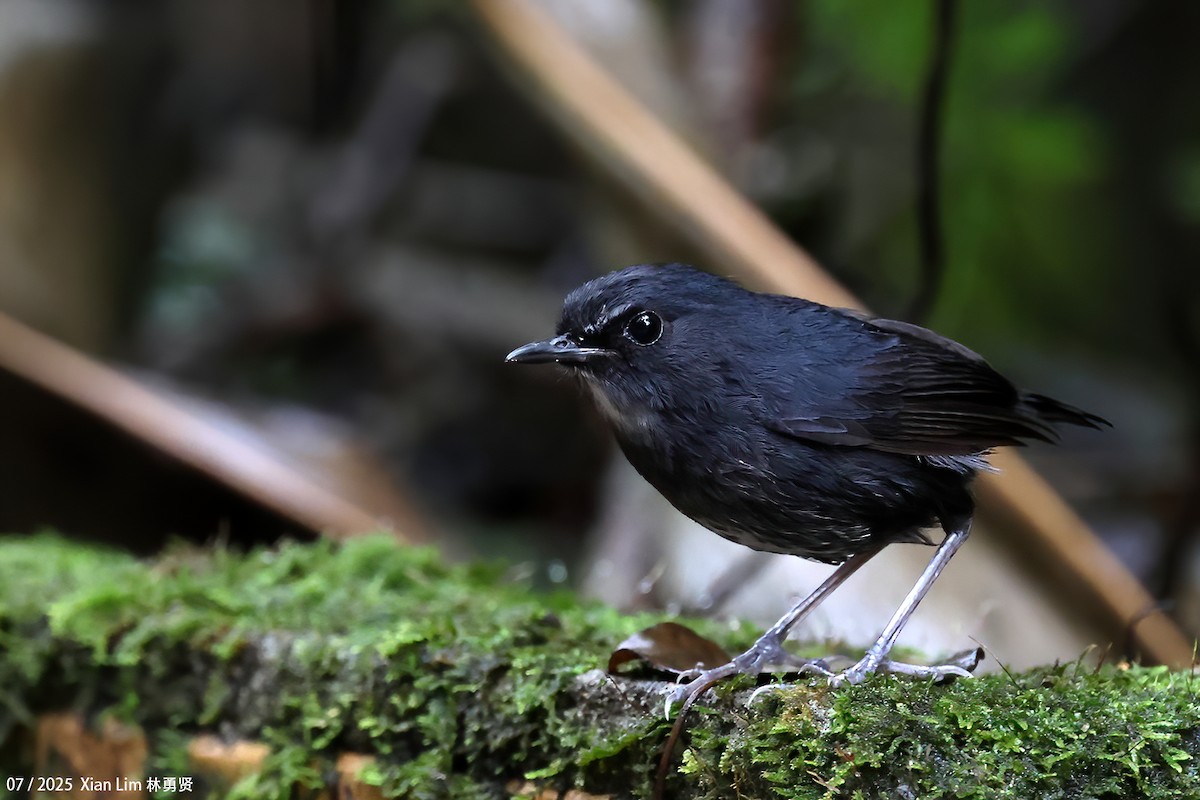 Lesser Shortwing - ML650756362