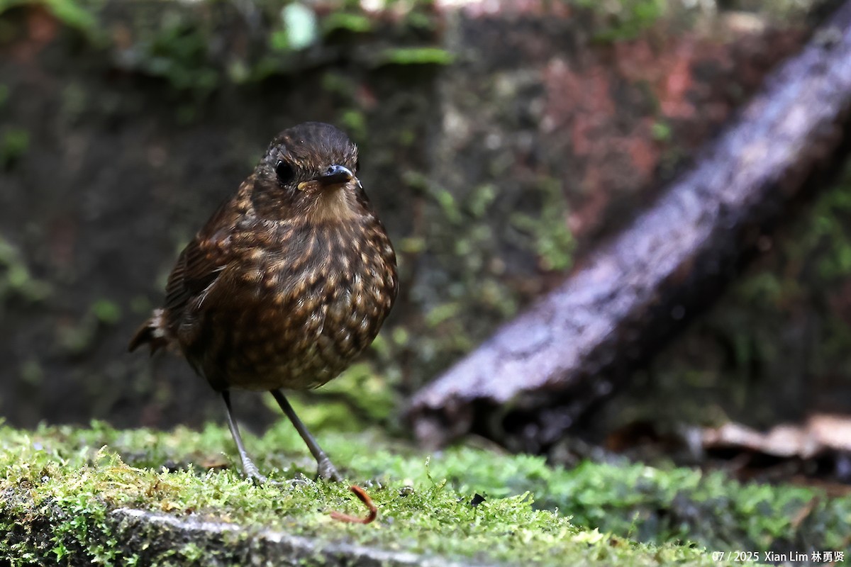 Lesser Shortwing - ML650756363