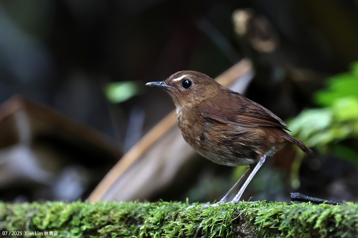 Lesser Shortwing - ML650756365