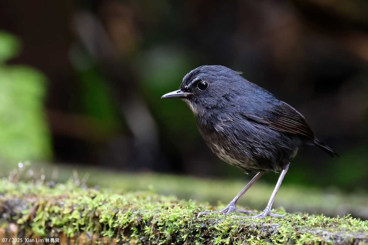 Lesser Shortwing - ML650756366