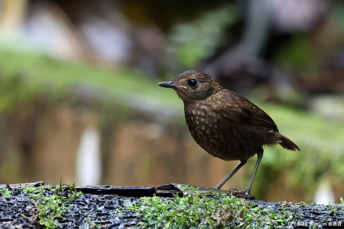 Lesser Shortwing - ML650756367