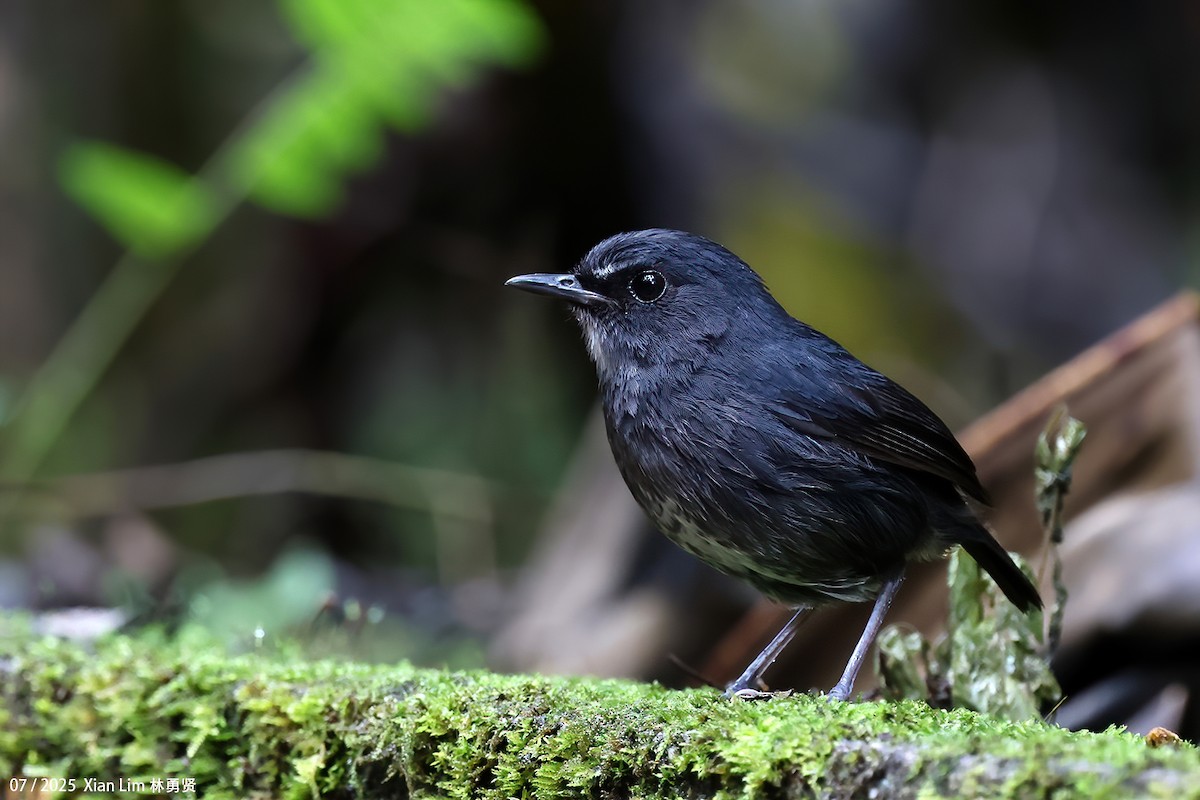 Lesser Shortwing - ML650756368