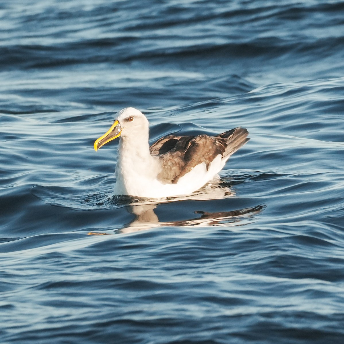 Buller's Albatross - ML650756381