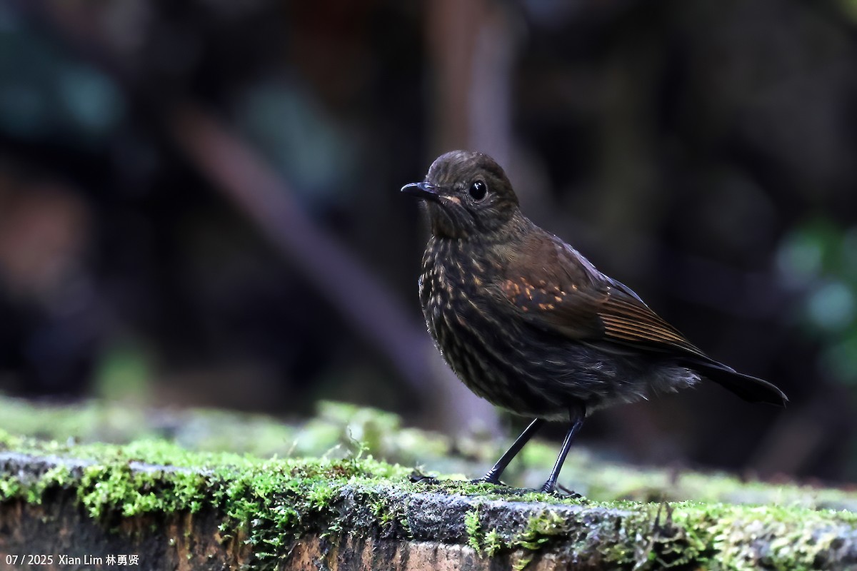 White-tailed Robin - ML650756382