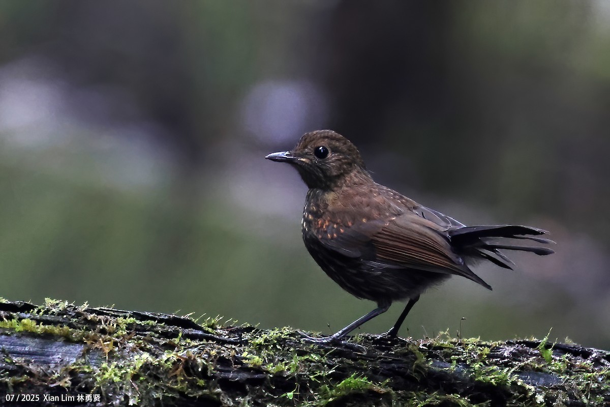 White-tailed Robin - ML650756383