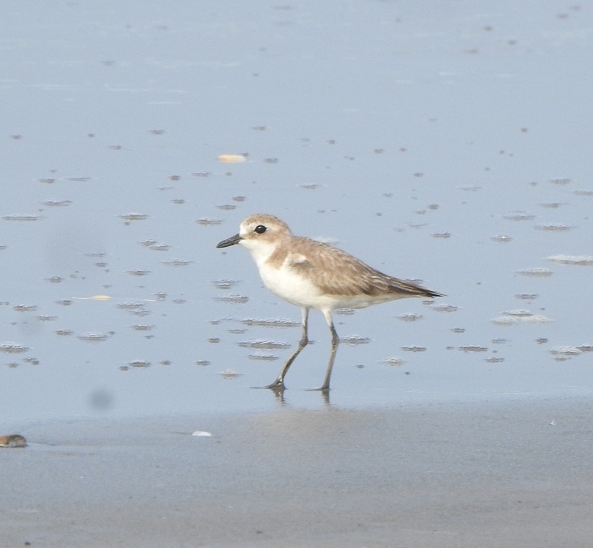Tibet Cılıbıtı - ML650756386