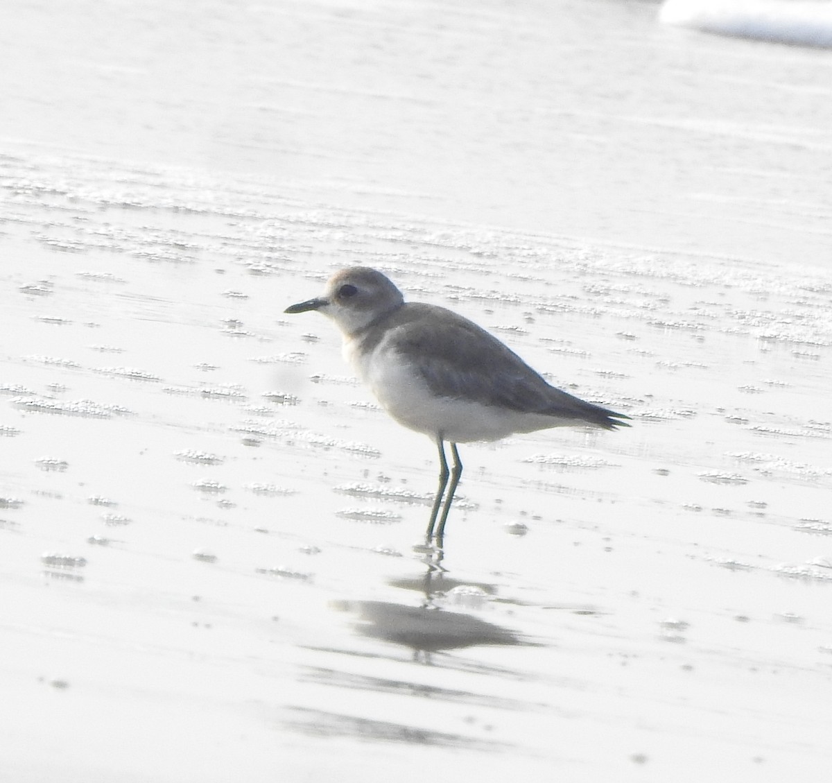 Tibet Cılıbıtı - ML650756387