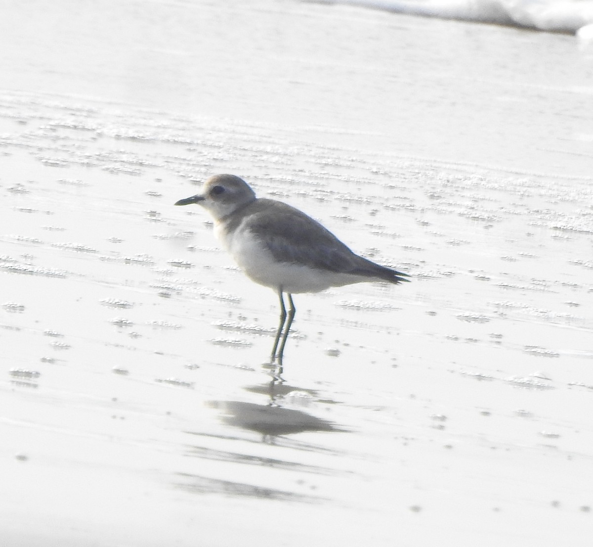 Tibet Cılıbıtı - ML650756388