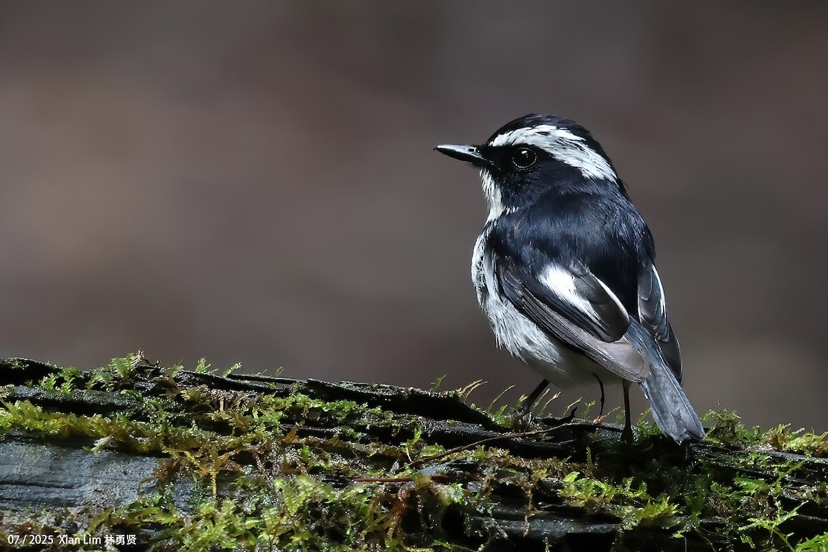 Little Pied Flycatcher - ML650756397