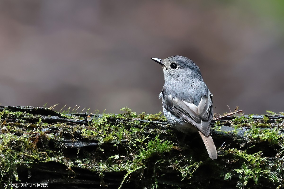 Little Pied Flycatcher - ML650756398