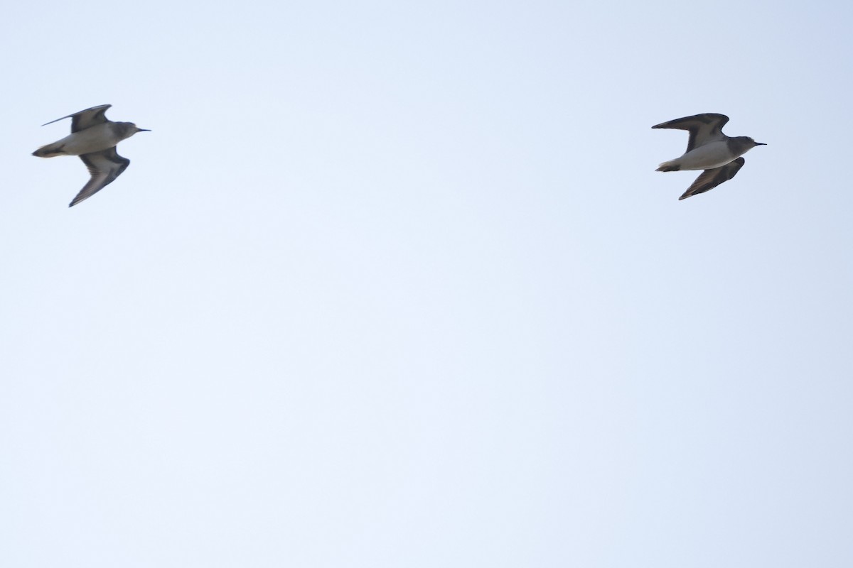 Temminck's Stint - ML650756407