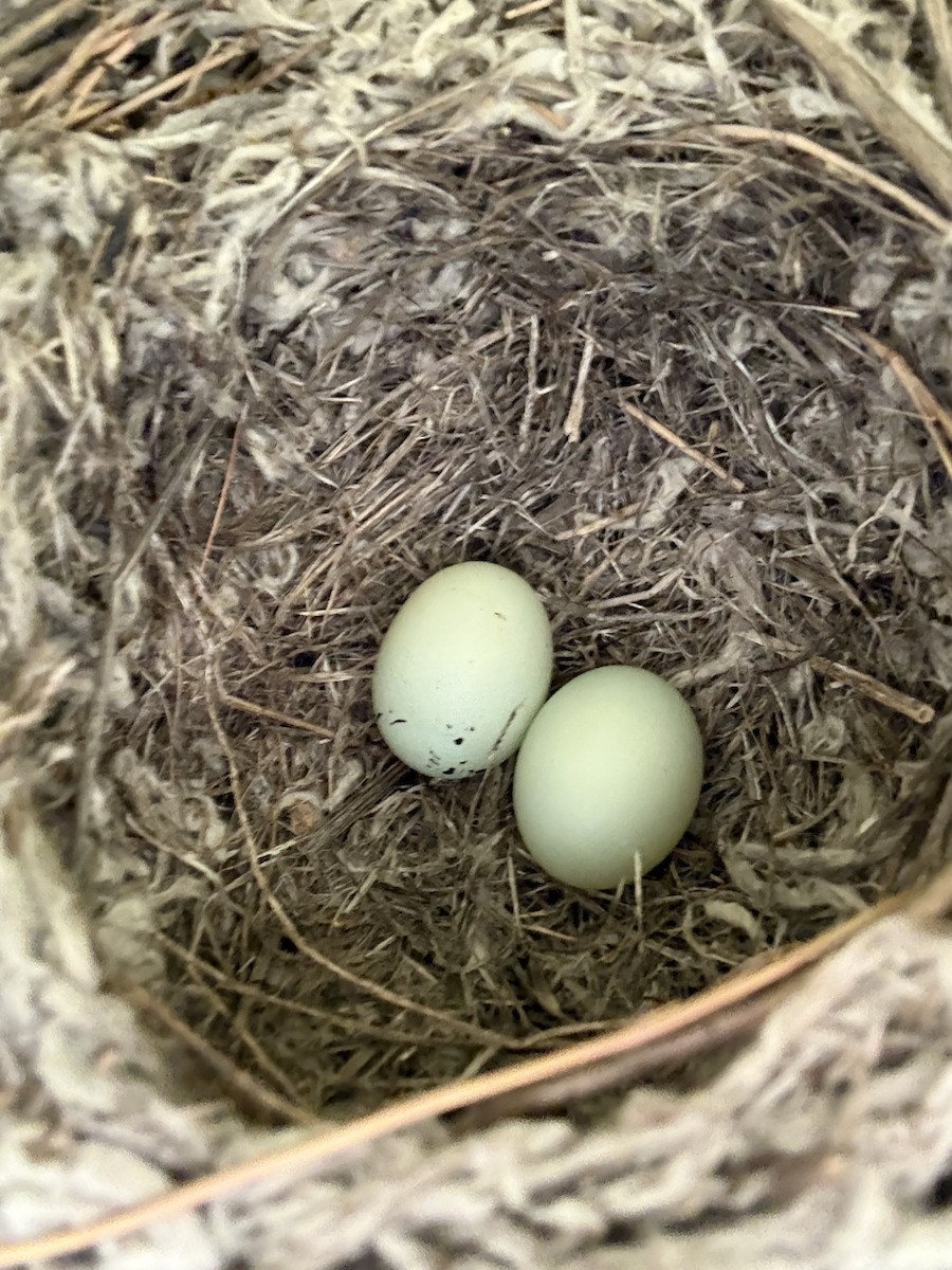 House Finch - ML650756461