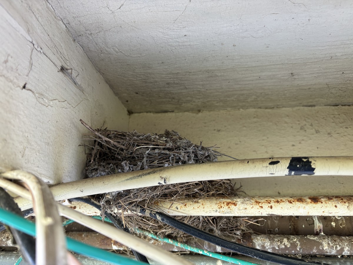 House Finch - ML650756462