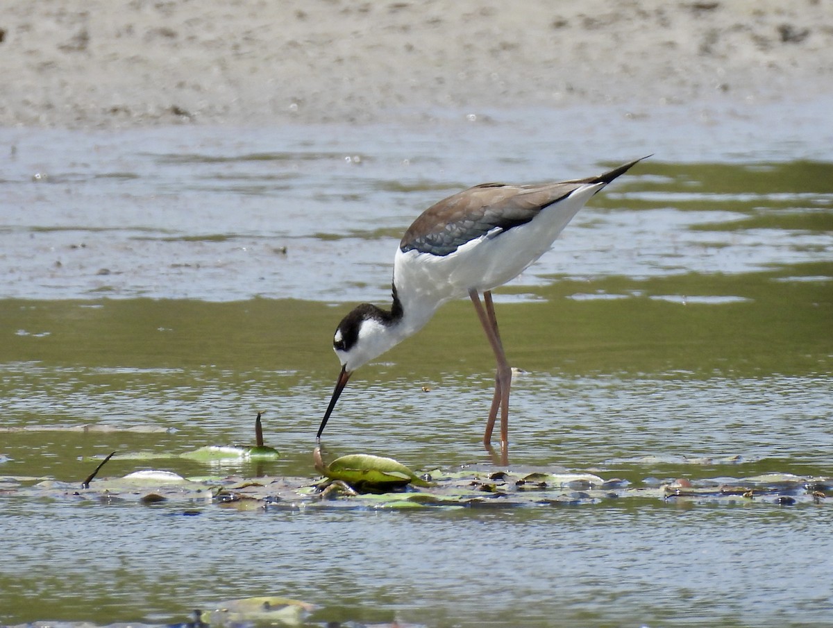 Black-necked Stilt - ML650756555