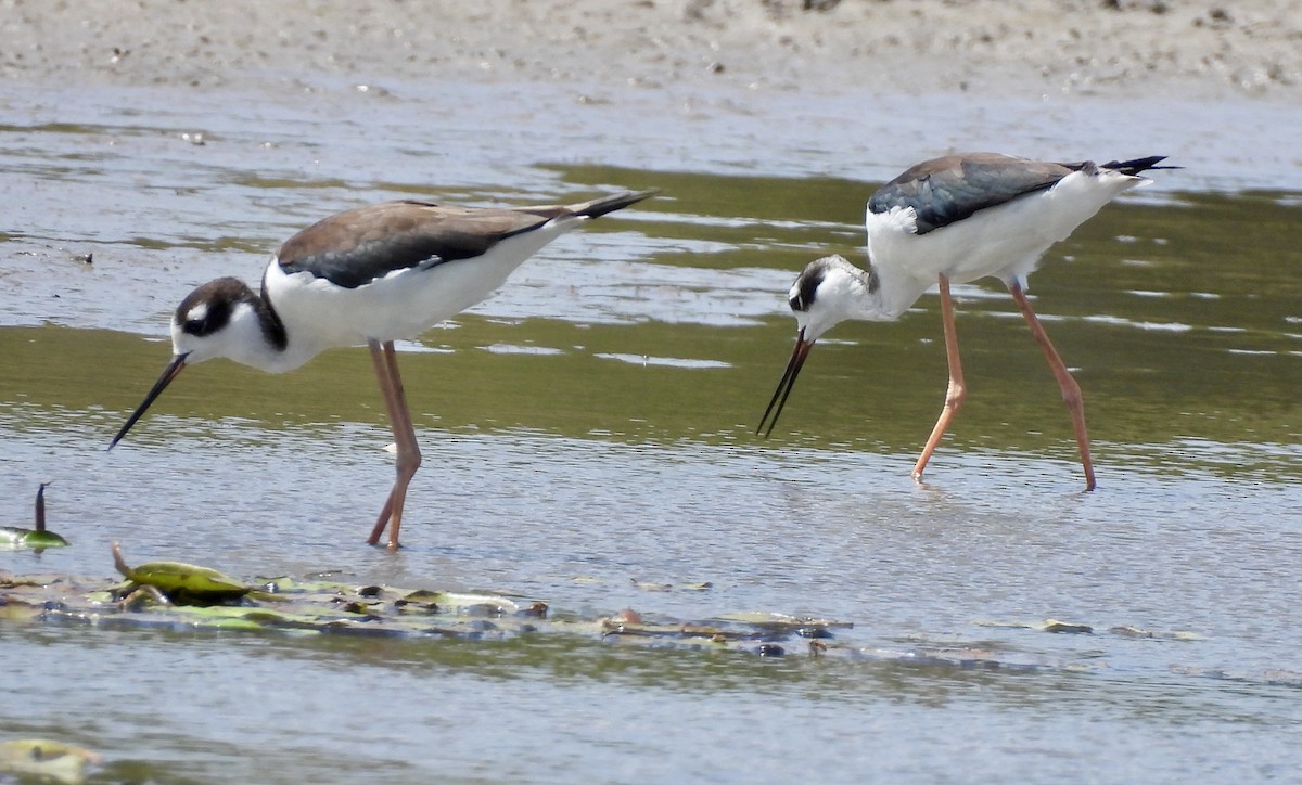 Black-necked Stilt - ML650756556