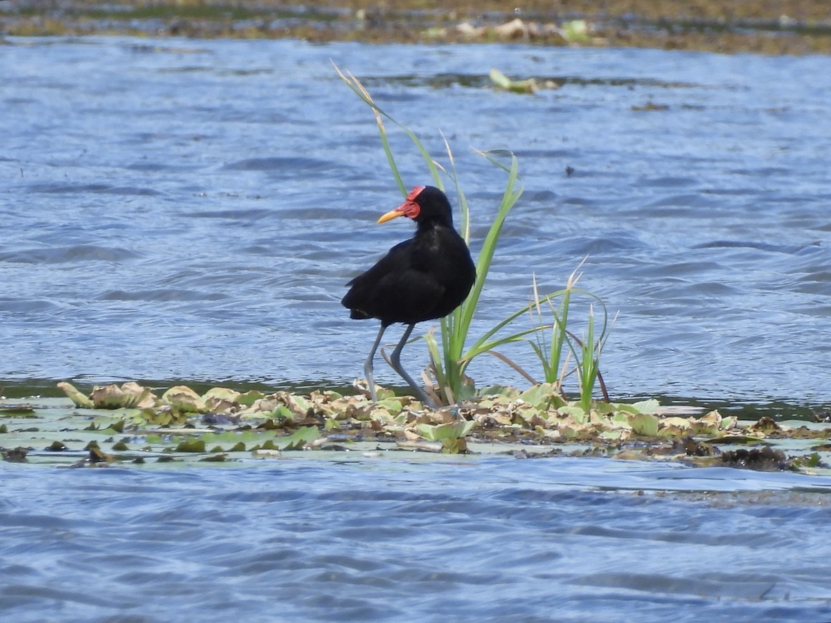 Wattled Jacana - ML650756576