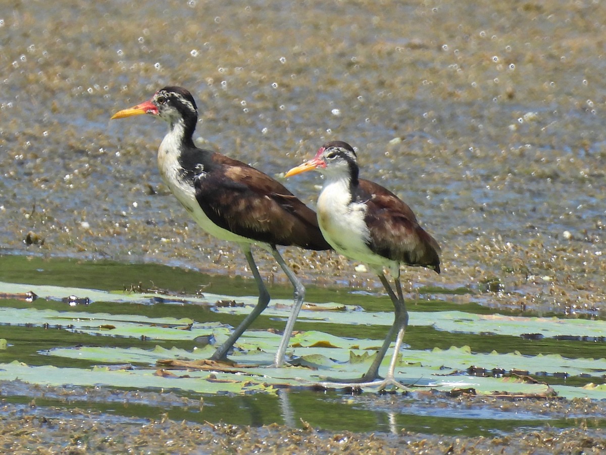 Wattled Jacana - ML650756577