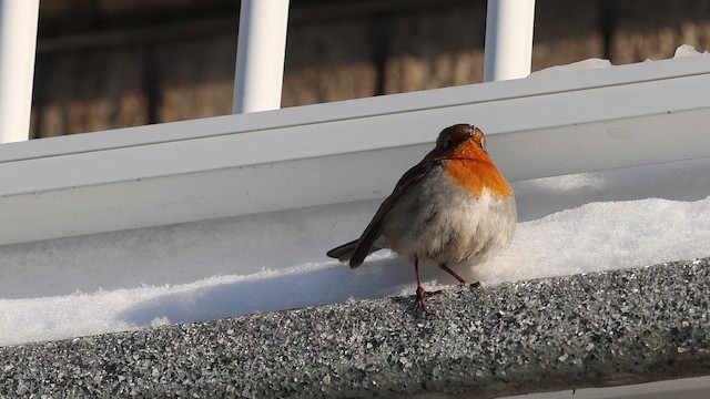 Rougegorge familier - ML650756589