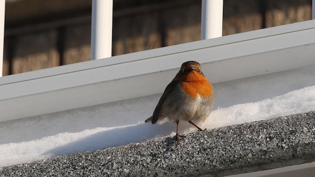 Rougegorge familier - ML650756601