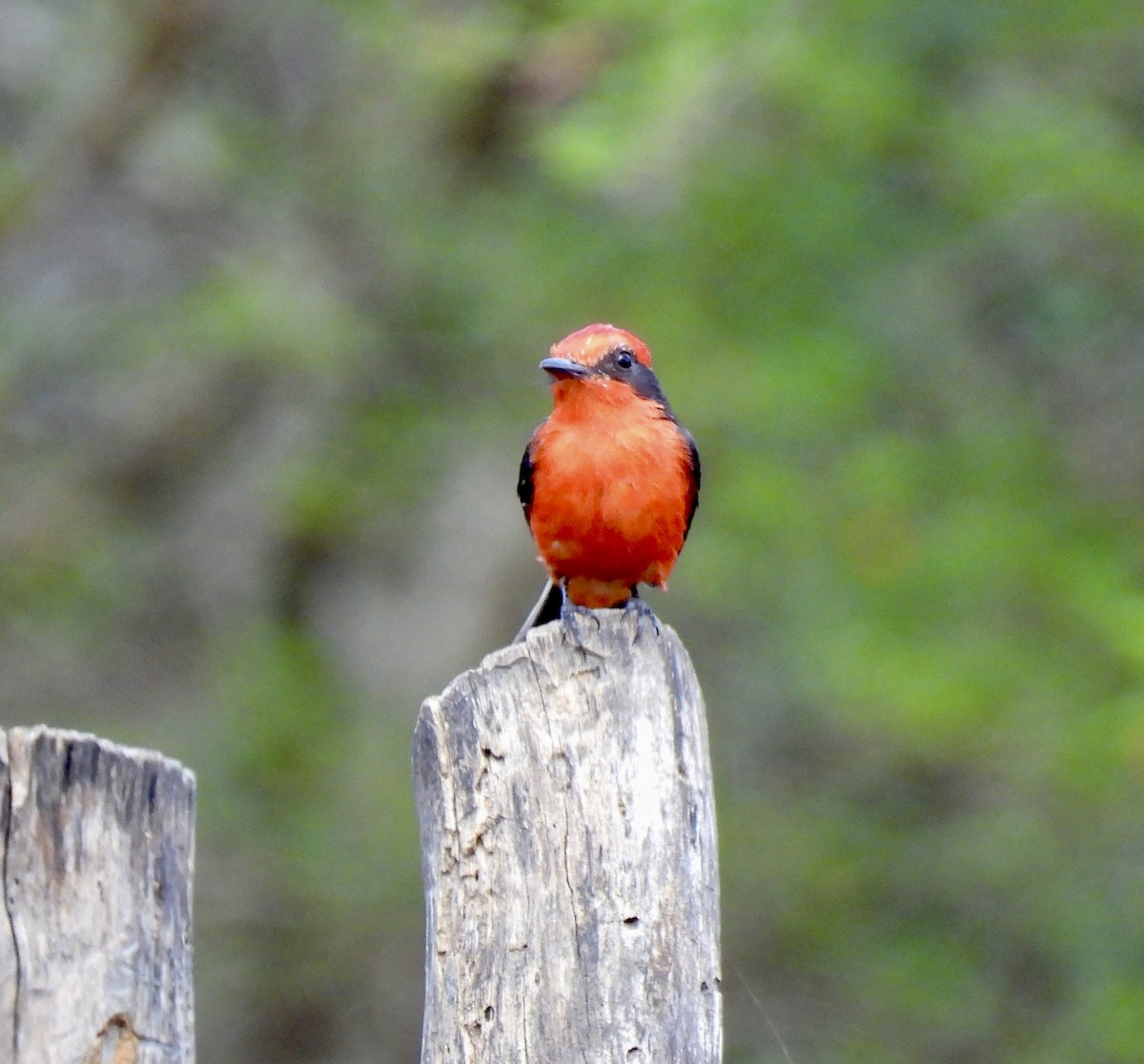 Vermilion Flycatcher - ML650756612