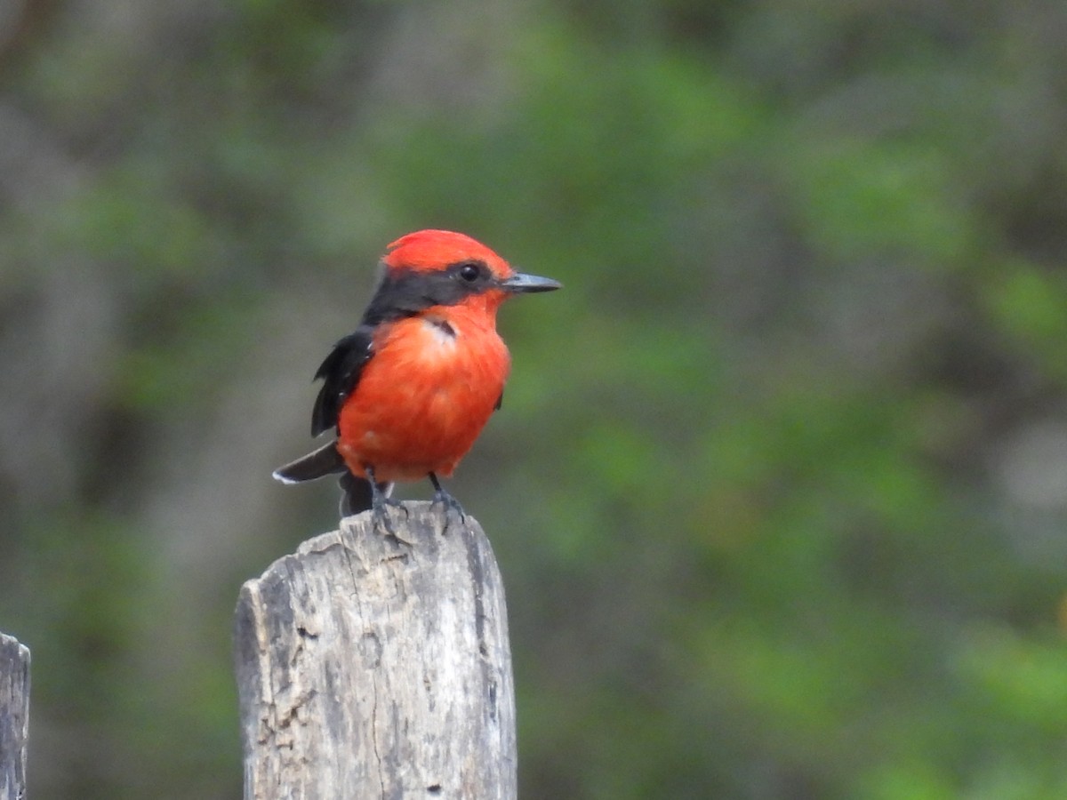Vermilion Flycatcher - ML650756613