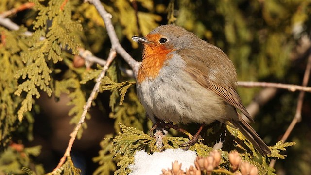 Rougegorge familier - ML650756645