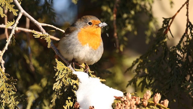 Rougegorge familier - ML650756662