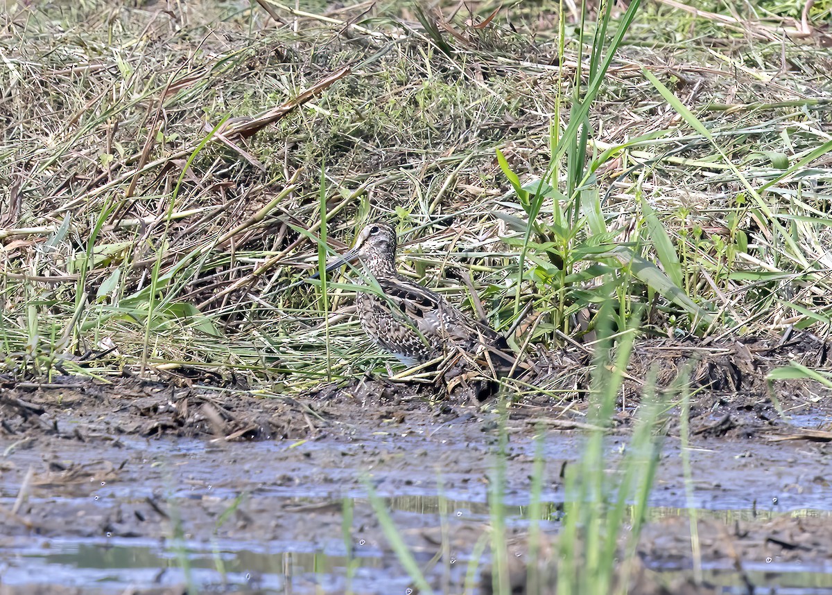 Swinhoe's Snipe - ML650756813