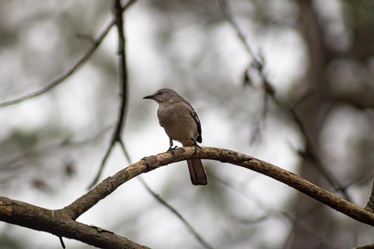Sinsonte Norteño - ML650756882