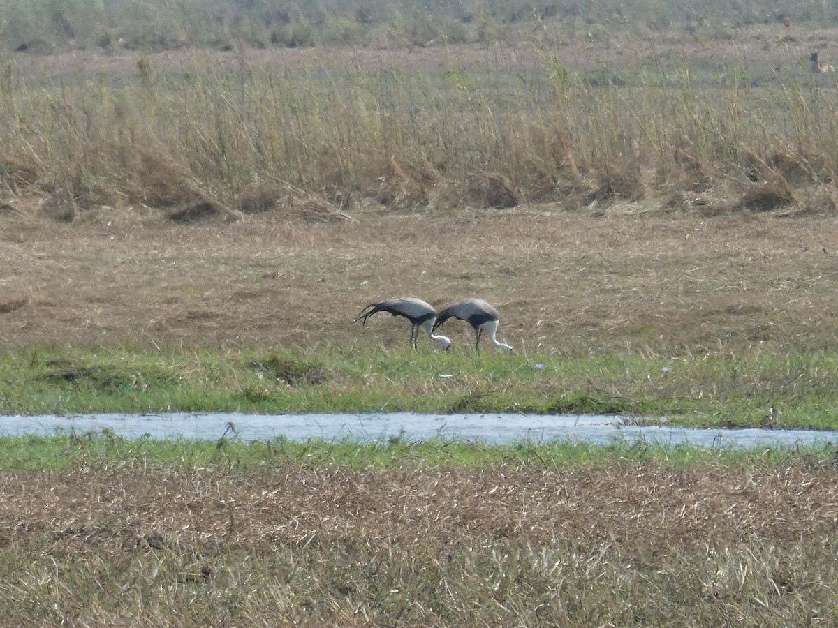 Журавель білошиїй - ML650757219
