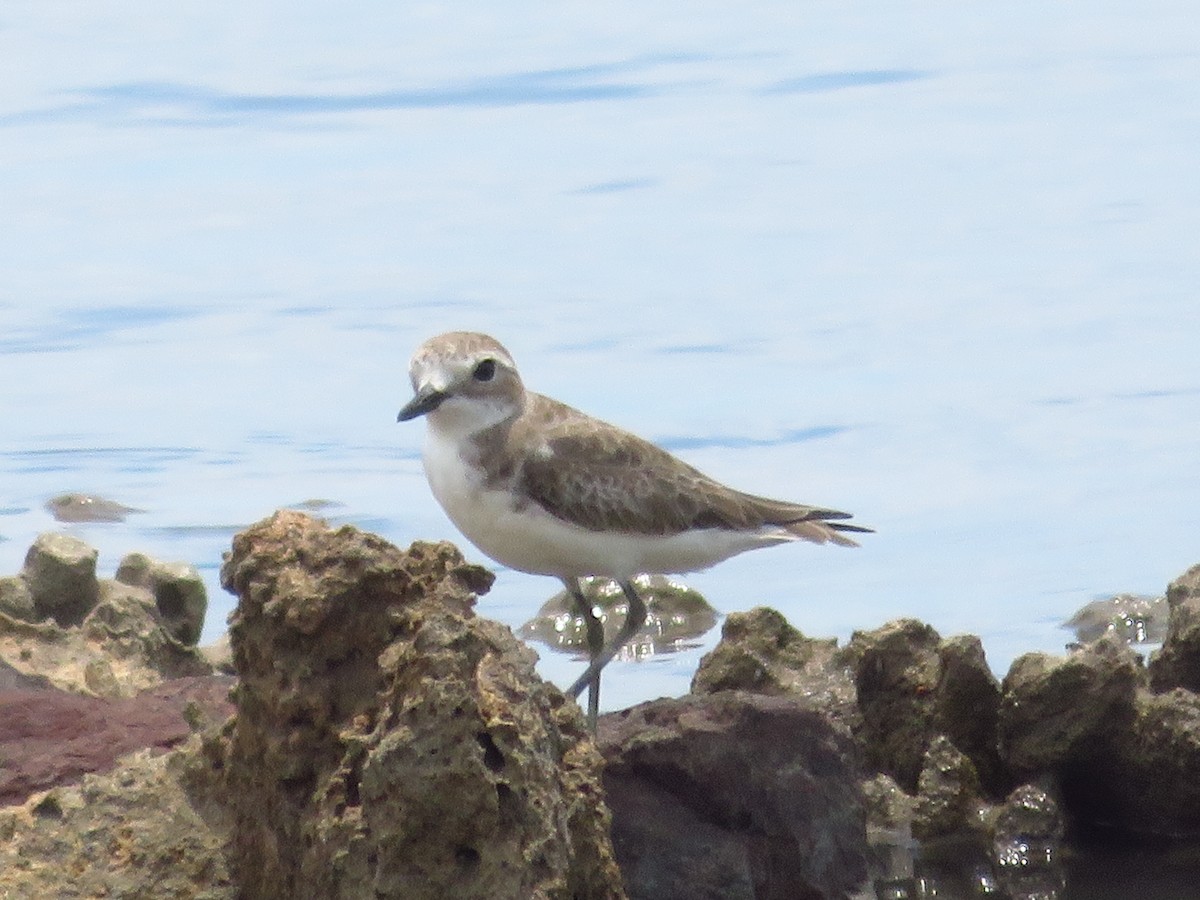 Tibet Cılıbıtı - ML650757231