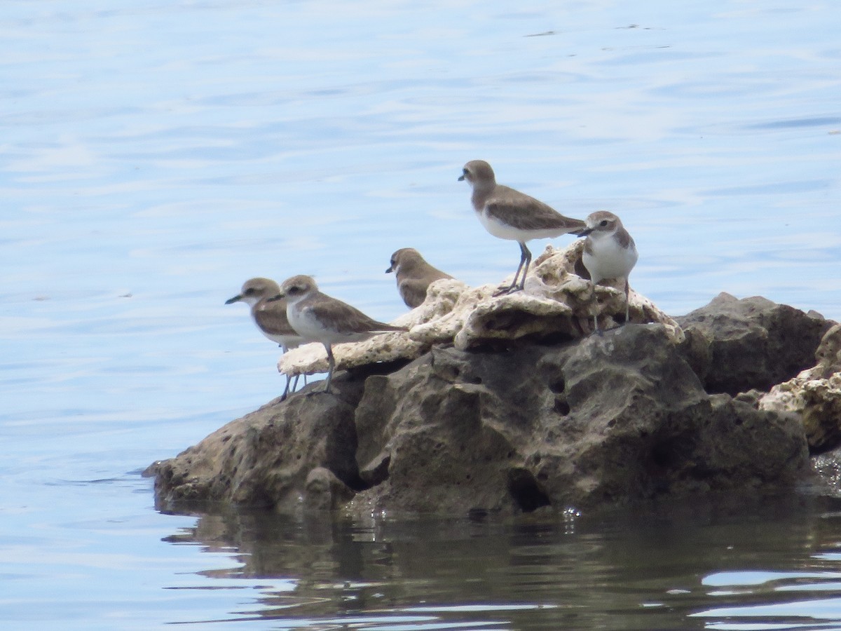 Tibet Cılıbıtı - ML650757232