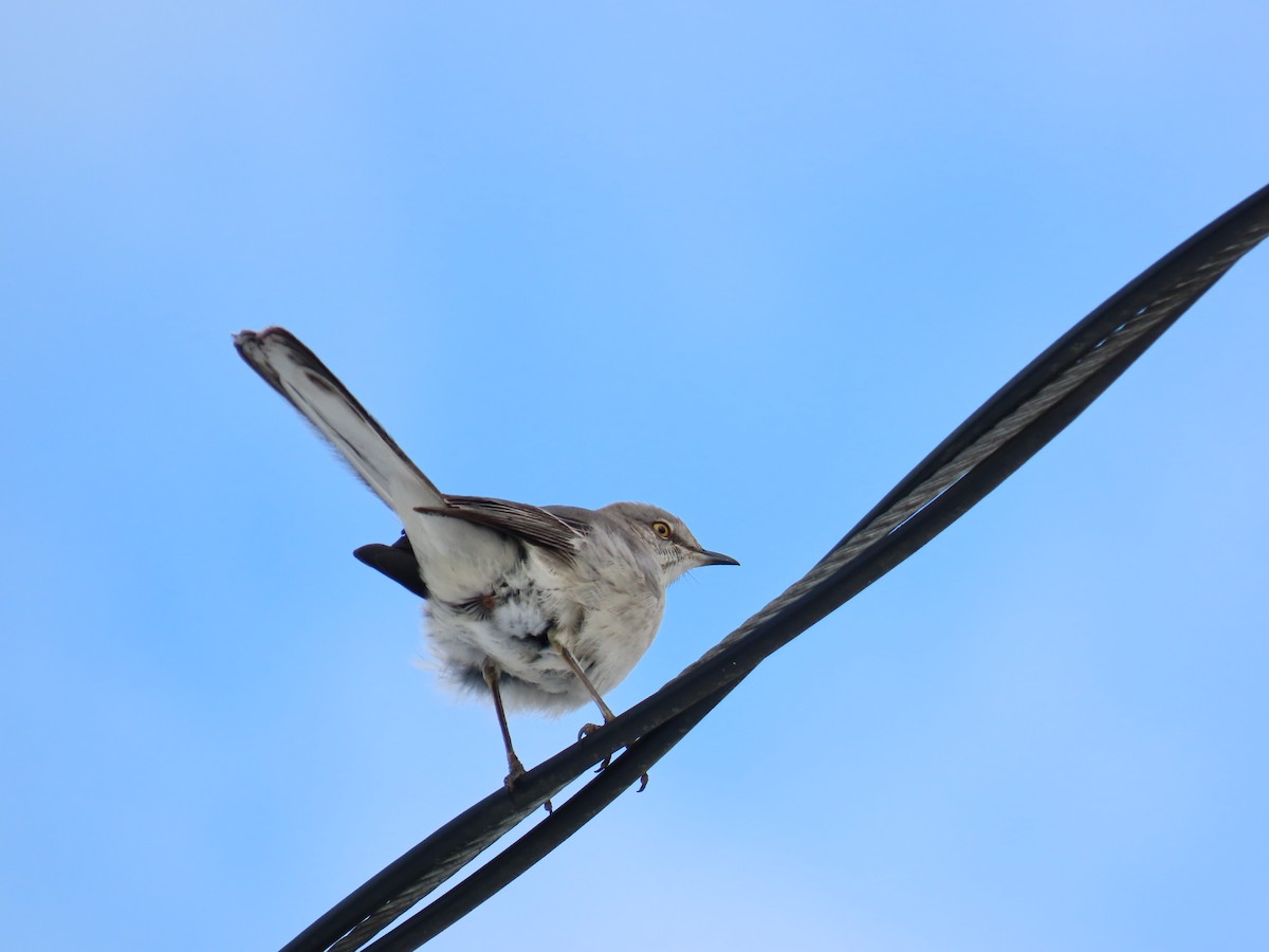 Sinsonte Norteño - ML650757273